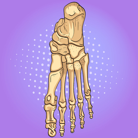 Pop art background. Bones of the foot with main parts labeled. From above, lateral and medial views. Vectorのイラスト素材