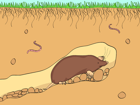 Vector cut section of land with blue sky, grass, underground soil with dirt, mud, stone and gophers in holeのイラスト素材