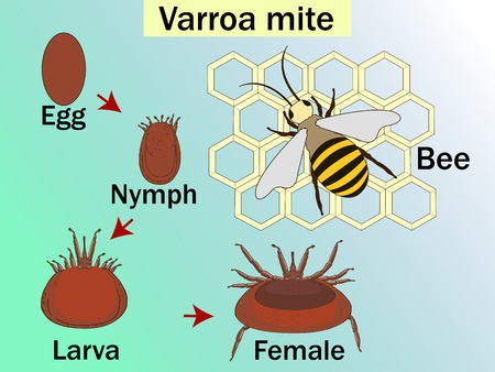 Varroa destructor is an external parasitic mite that attacks the honey bees, cycle. Medical Education Chart of Biology Diagram. Front aspect table for basic medical educationのイラスト素材