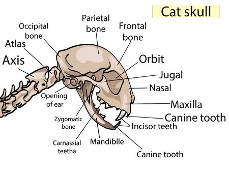 Cat skull anatomy. The side view shows the main parts that made. For basic medical education Also for clinics, veterinaryのイラスト素材