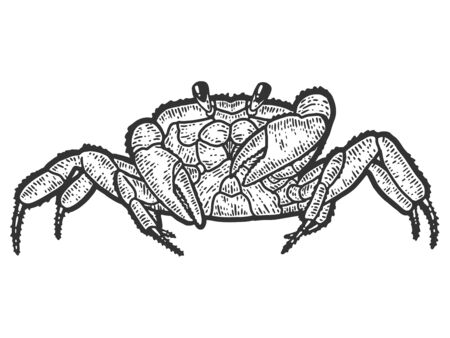 Arthropoda crab. Sketch scratch board imitation. Black and white. Engraving vector illustration.の写真素材