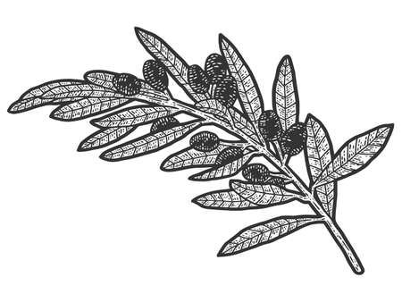 A sprig of wild olives. Sketch scratch board imitation. Black and white.のイラスト素材