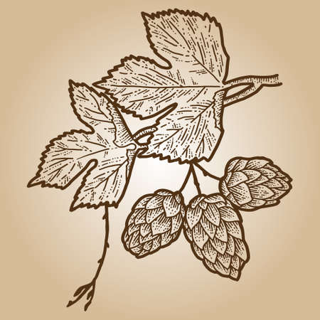 Humulus sketch scratch board imitation. Sepia hand drawn image.のイラスト素材