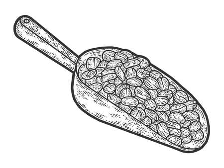 Coffee beans with an iron spatula on a white background. Engraving raster illustration.の写真素材