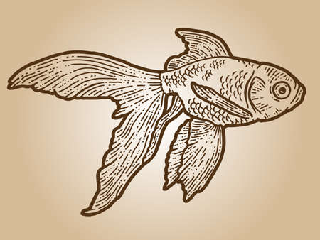 Goldfish. Engraving sketch scratch board imitation. Sepia hand drawn image.のイラスト素材