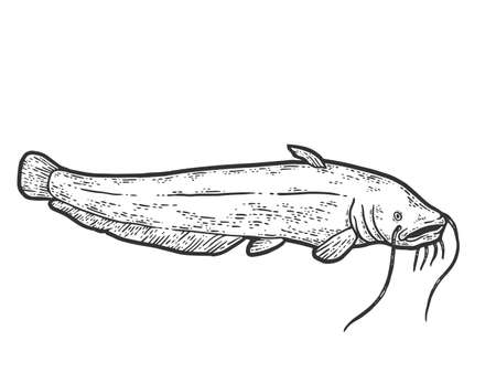 Catfish fish. Sketch scratch board imitation. Black and white.のイラスト素材
