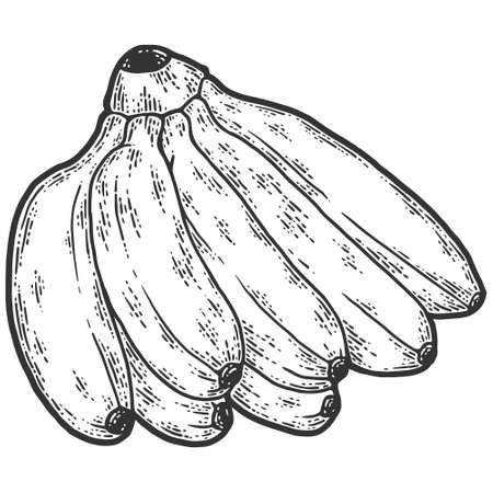 Mini bananas. Sketch scratch board imitation. Black and white.のイラスト素材