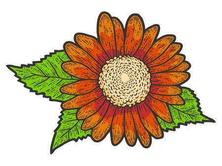 Decorative flower of a sunflower. Sketch scratch board imitation color.のイラスト素材