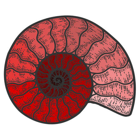 Nautilus cephalopods. Sketch scratch board imitation. Red color shade.のイラスト素材