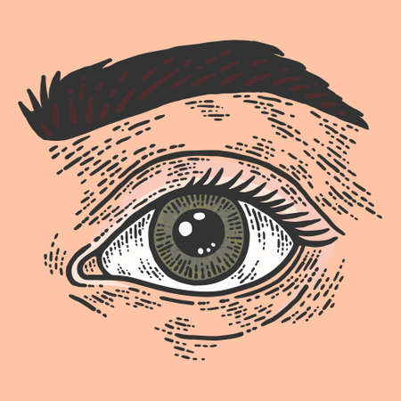 Human eye and eyebrow. Sketch scratch board imitation color.のイラスト素材