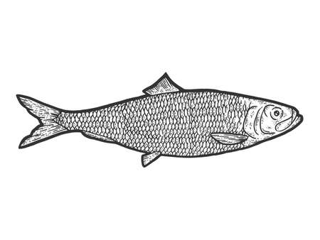 Fish herring. Sketch scratch board imitation. Black and white. Engraving vector.のイラスト素材