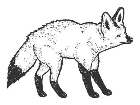 Bat-eared fox, African animal. Sketch scratch board imitation. Black and white.のイラスト素材