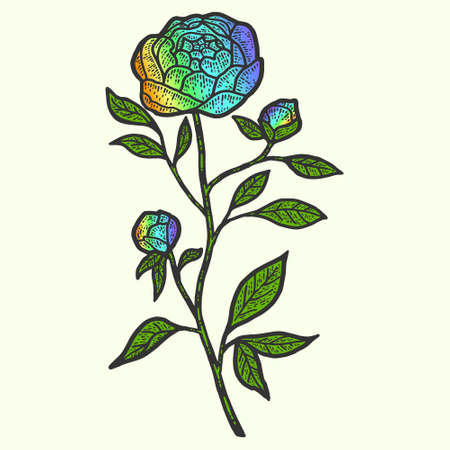 Peony flower, pride month. Sketch scratch board imitation color.のイラスト素材