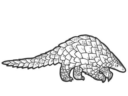 Pangolin animal. Sketch scratch board imitation coloring.の写真素材