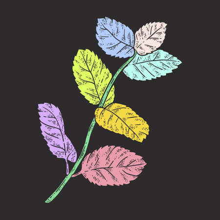 Sprig of mint. Sketch color. Black background.のイラスト素材