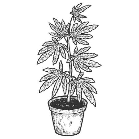 Cannabis or marijuana bush in pot. Indica tree. Hemp herb. Sketch scratch board imitation.のイラスト素材