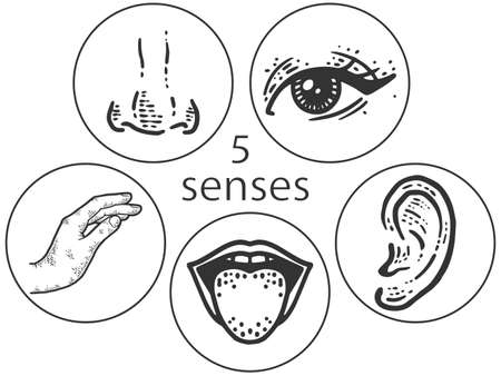 Five human senses, touch, smell, hearing, vision, taste. Lip, ear, nose, eye and hand. Sketch scratch board imitation.のイラスト素材