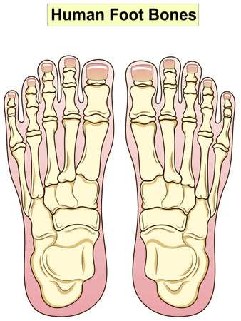 Anatomy. Human foot bones. Signatures, also for clinicsのイラスト素材