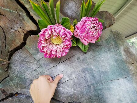 finger scrub on the old tree to finding number for lotteryの写真素材