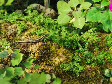Small skink on rock looking for food in garden green plant