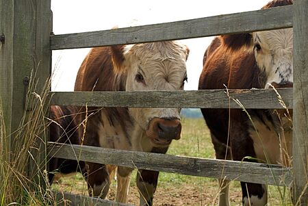 Cow through a Fence No.1の写真素材
