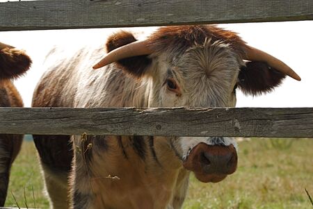Cow through a Fence No.2の写真素材