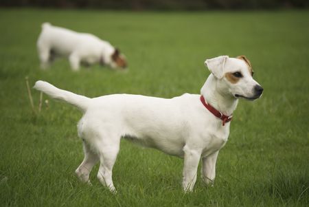 Jack Russell Terriers Part of Series