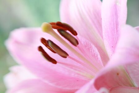 pink liliesの写真素材