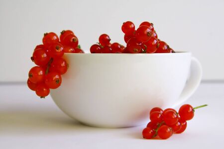 red currant on whiteの写真素材