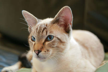 Siamese catの写真素材