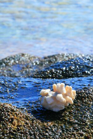 white coral and seaの写真素材