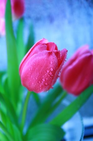 pink tulipの写真素材
