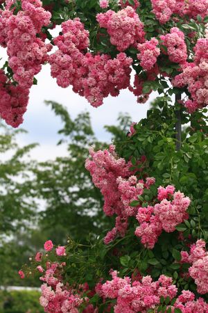gardenの写真素材