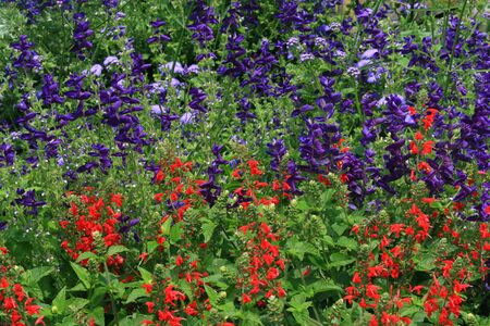  blooming gardenの写真素材