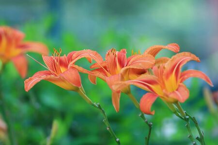 lilyの写真素材