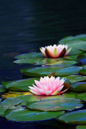 water lilyの写真素材