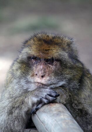 macaque monkey portraitの写真素材