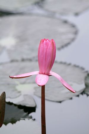 water-lilyの写真素材