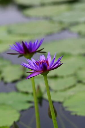 water lilyの写真素材