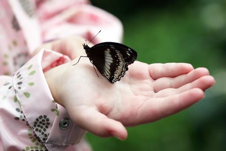 butterflyの写真素材