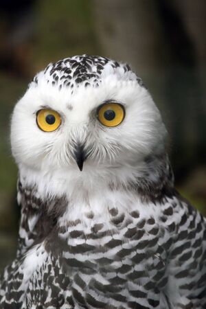 Snow Owl portraitの写真素材