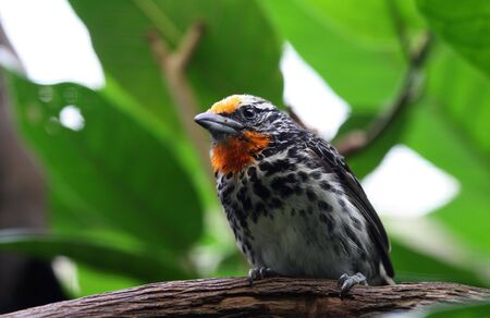 birdの写真素材