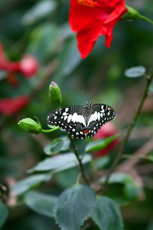 butterflyの写真素材