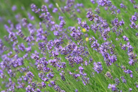 lavenderの写真素材