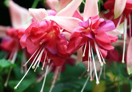 Hanging Fuchsia Flowersの写真素材