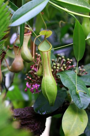 Nepenthes truncataの写真素材