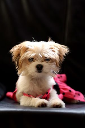 chihuahuaの写真素材