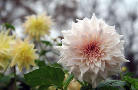 dahliaの写真素材