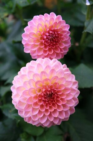 dahliaの写真素材