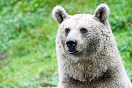Portrait of a bearの写真素材